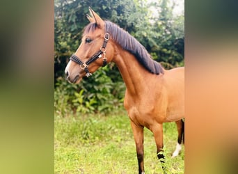 Hanoverian, Mare, 3 years, 15.1 hh, Brown