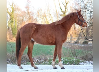 Hanoverian, Mare, 3 years, 15.1 hh, Chestnut-Red