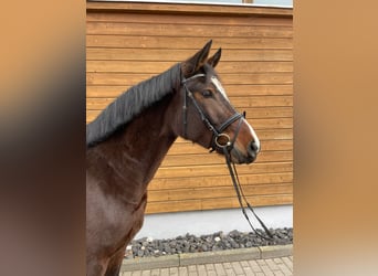 Hanoverian, Mare, 3 years, 15,2 hh, Bay-Dark