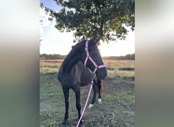 Hanoverian, Mare, 3 years, 15.2 hh, Black