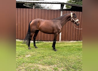 Hanoverian, Mare, 3 years, 15,2 hh, Brown