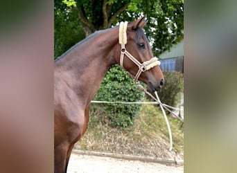 Hanoverian, Mare, 3 years, 15,2 hh, Brown