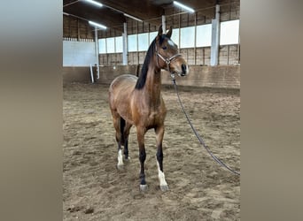 Hanoverian, Mare, 3 years, 15.2 hh, Brown