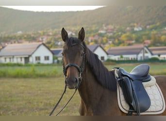 Hanoverian, Mare, 3 years, 15.2 hh, Brown