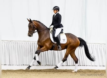 Hanoverian, Mare, 3 years, 15,2 hh, Brown