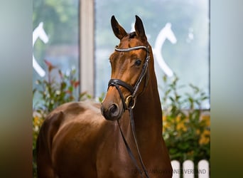 Hanoverian, Mare, 3 years, 15,2 hh, Brown