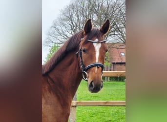 Hanoverian, Mare, 3 years, 15.2 hh, Chestnut