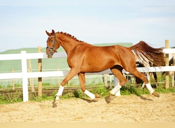 Hanoverian, Mare, 3 years, 15.2 hh, Chestnut