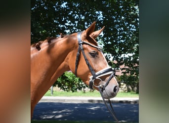 Hanoverian, Mare, 3 years, 15.2 hh, Chestnut-Red