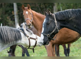 Hanoverian, Mare, 3 years, 15.2 hh, Chestnut-Red