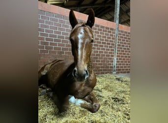 Hanoverian, Mare, 3 years, 15.2 hh, Chestnut-Red