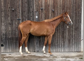 Hanoverian Mix, Mare, 3 years, 15.2 hh, Chestnut-Red