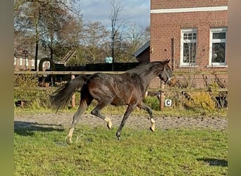 Hanoverian, Mare, 3 years, 15.2 hh, Smoky-Black