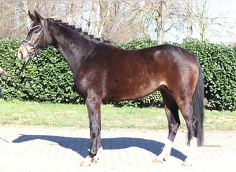 Hanoverian, Mare, 3 years, 15.3 hh, Bay-Dark