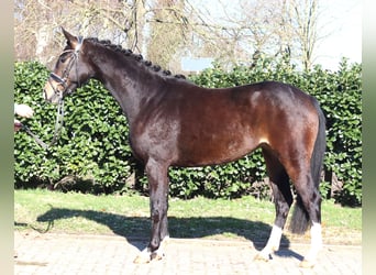 Hanoverian, Mare, 3 years, 15.3 hh, Bay-Dark