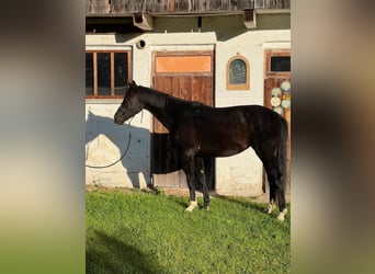 Hanoverian, Mare, 3 years, 15.3 hh, Black