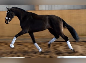 Hanoverian, Mare, 3 years, 15,3 hh, Brown