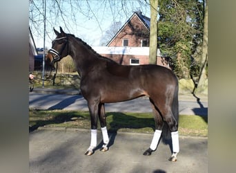 Hanoverian, Mare, 3 years, 15,3 hh, Brown