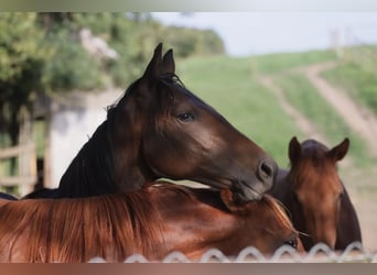 Hanoverian, Mare, 3 years, 15 hh, Bay-Dark