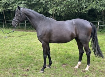 Hanoverian, Mare, 3 years, 15,2 hh, Black