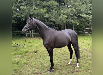Hanoverian, Mare, 3 years, 15,2 hh, Black
