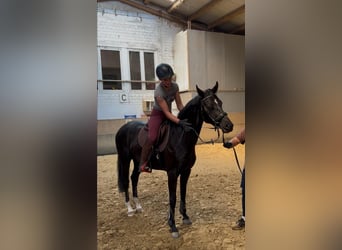 Hanoverian, Mare, 3 years, 15,2 hh, Black
