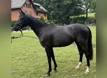 Hanoverian, Mare, 3 years, 15,2 hh, Black