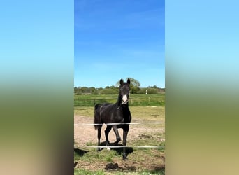 Hanoverian, Mare, 3 years, 15,2 hh, Can be white