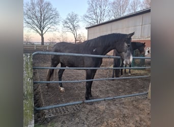 Hanoverian, Mare, 3 years, 15,2 hh, Can be white