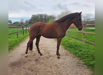 Hanoverian, Mare, 3 years, 15,2 hh, Chestnut