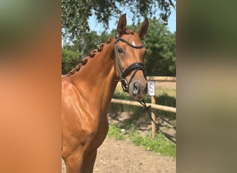 Hanoverian, Mare, 3 years, 15,2 hh, Chestnut-Red