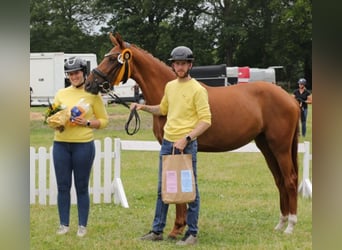 Hanoverian, Mare, 3 years, 15,2 hh, Chestnut-Red