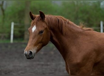 Hanoverian, Mare, 3 years, 15,2 hh, Chestnut-Red
