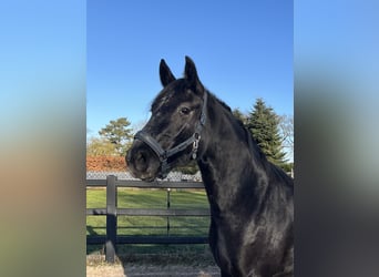 Hanoverian, Mare, 3 years, 15,2 hh, Grey-Dapple