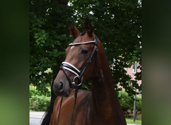 Hanoverian, Mare, 3 years, 15,3 hh, Brown