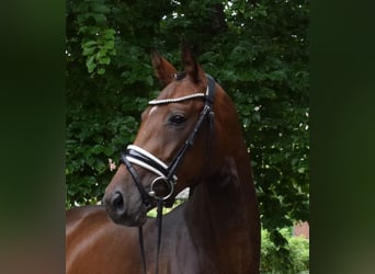 Hanoverian, Mare, 3 years, 15,3 hh, Brown