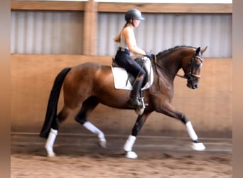 Hanoverian, Mare, 3 years, 15,3 hh, Brown