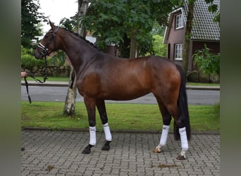 Hanoverian, Mare, 3 years, 15,3 hh, Brown