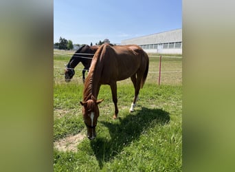 Hanoverian, Mare, 3 years, 15,3 hh, Chestnut-Red