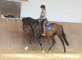 Hanoverian, Mare, 3 years, 16.1 hh, Bay-Dark