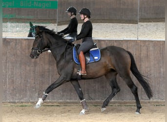 Hanoverian, Mare, 3 years, 16.1 hh, Bay-Dark
