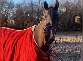 Hanoverian, Mare, 3 years, 16,1 hh, Bay-Dark