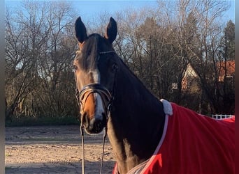 Hanoverian, Mare, 3 years, 16,1 hh, Bay-Dark