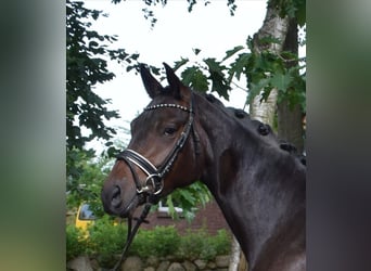 Hannoveraner, Stute, 3 Jahre, 16,1 hh, Dunkelbrauner