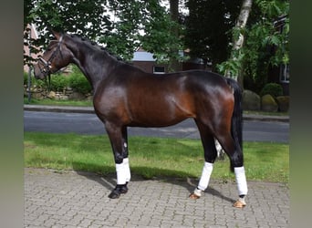 Hannoveraner, Stute, 3 Jahre, 16,1 hh, Dunkelbrauner