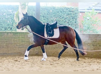 Hanoverian, Mare, 3 years, 16.1 hh, Bay-Dark