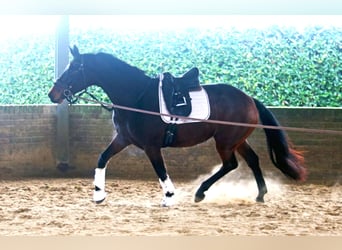 Hanoverian, Mare, 3 years, 16.1 hh, Bay-Dark