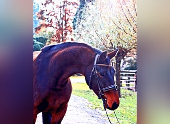 Hanoverian, Mare, 3 years, 16.1 hh, Bay-Dark