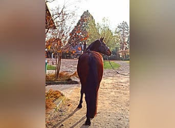 Hanoverian, Mare, 3 years, 16.1 hh, Bay-Dark