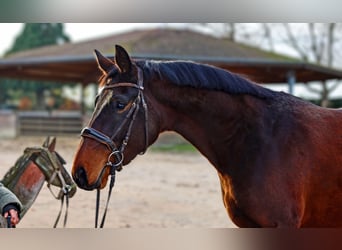 Hanoverian, Mare, 3 years, 16.1 hh, Bay-Dark